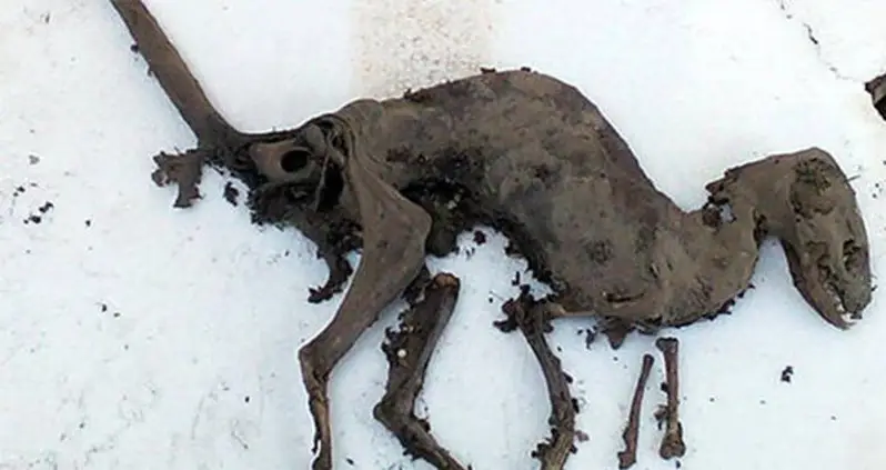 Dinosaur-Like Animal Carcass Discovered With Flesh Seemingly Intact