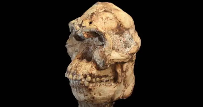 3.7 Million-Year-Old Hominid Skeleton “Little Foot” Unveiled For First Time