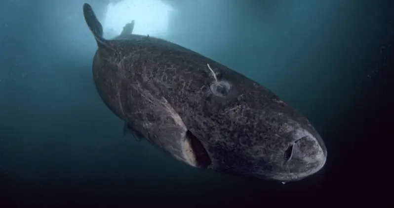 The Greenland Shark Is The World’s Longest-Living Vertebrate – And It Lives A Crazy-Long Time