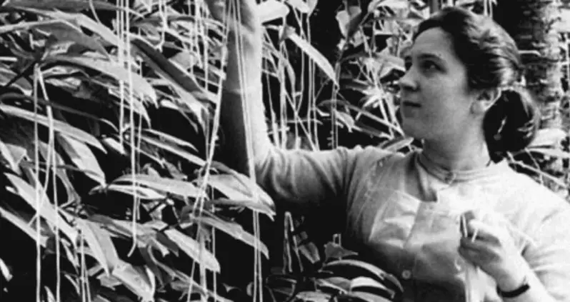 Inside The BBC’s Legendary ‘Spaghetti Tree’ Hoax — And How It Fooled Hundreds Of People