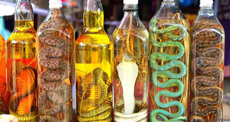 Snake Wine — Southeast Asia’s Creepiest Alternative Medicine