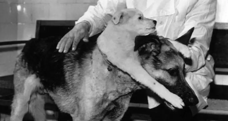 How Vladimir Demikhov Actually Made A Two-Headed Dog