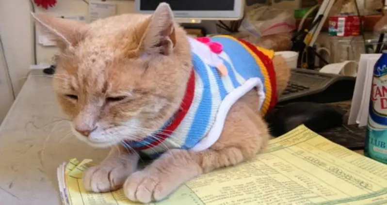 How Mayor Stubbs The Cat Held One Alaskan Town’s Highest Office For 20 Years