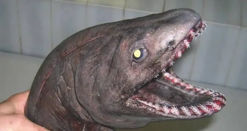 30 Photos Of Weird Creatures Pulled Up By Unsuspecting Deep-Sea Fishermen