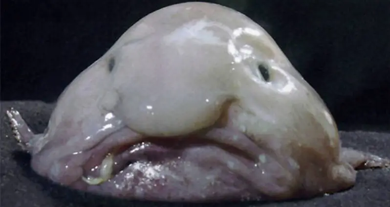 The Real Story Behind The Blobfish, The So-Called ‘Ugliest Animal On Earth’