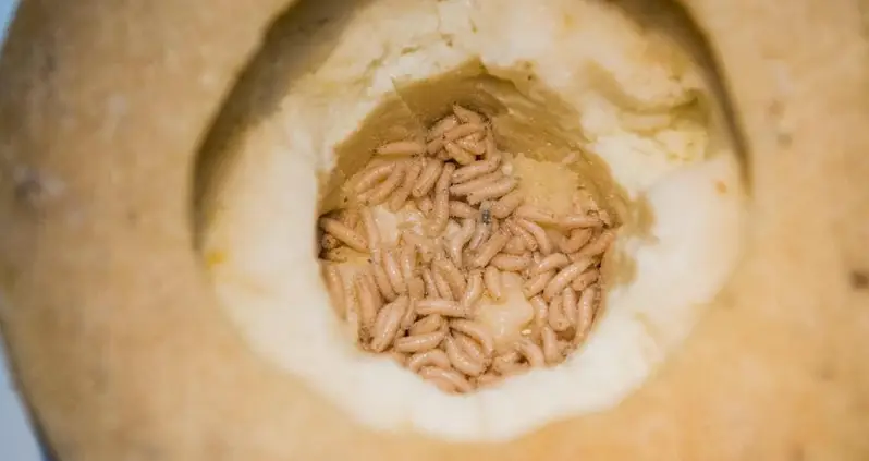 The Bizarre Story Of Casu Marzu, The Illegal Maggot Cheese That’s A Beloved Delicacy In Italy