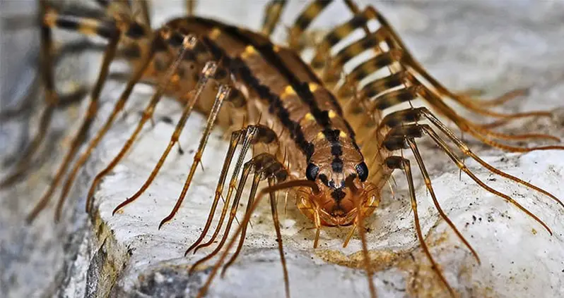 4 Gross House Bugs That Might Be Waiting For You Under Your Bed Right Now