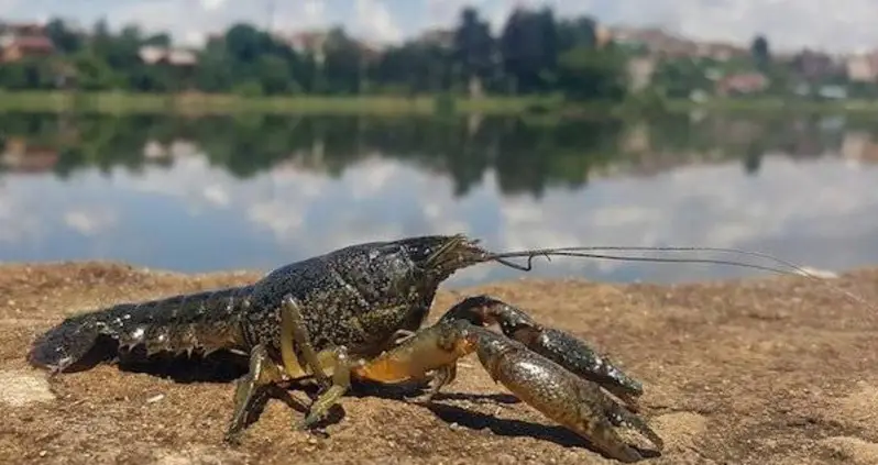 Mutant Crayfish In Europe Are Cloning Themselves Like Cray Cray