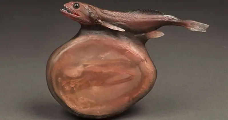 The Black Swallower Fish Can Swallow Prey 10 Times Its Own Mass