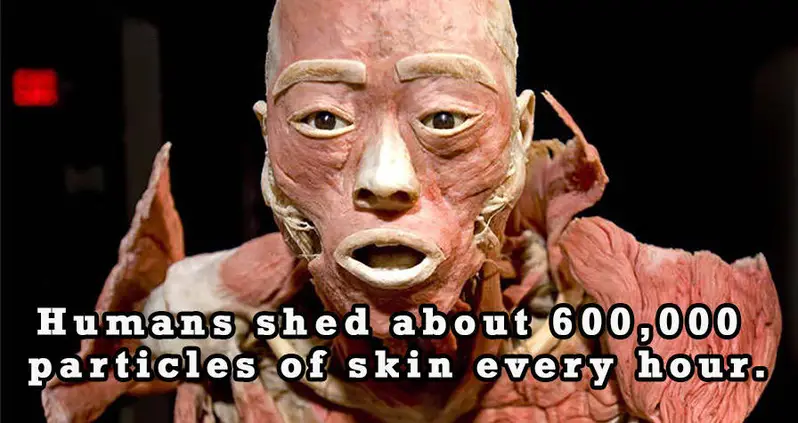 40 Fun Facts About The Human Body