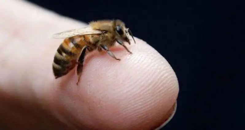 Woman Dies After Letting Bees Sting Her During Homeopathic Acupuncture