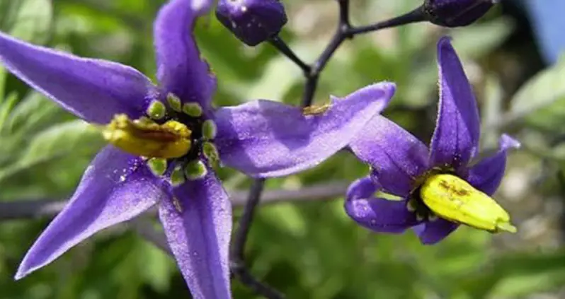 Beware The Deadly Nightshade — The Beautiful Plant That Can Kill You
