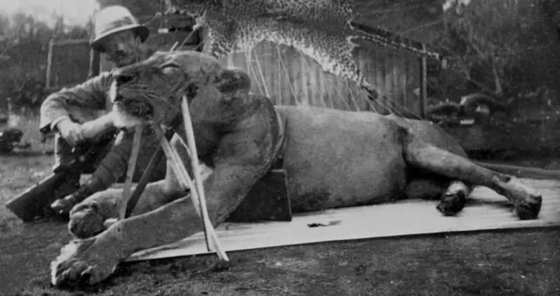 The Grisly Story Of The Tsavo Lions, The ‘Man-Eaters’ That Slaughtered Dozens Of Railway Workers In Kenya