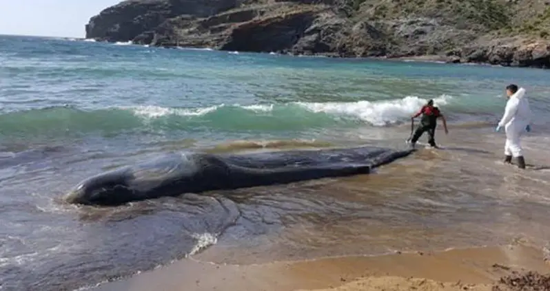 A Washed Up Sperm Whale Had 64 Pounds Of Plastic In Its Stomach