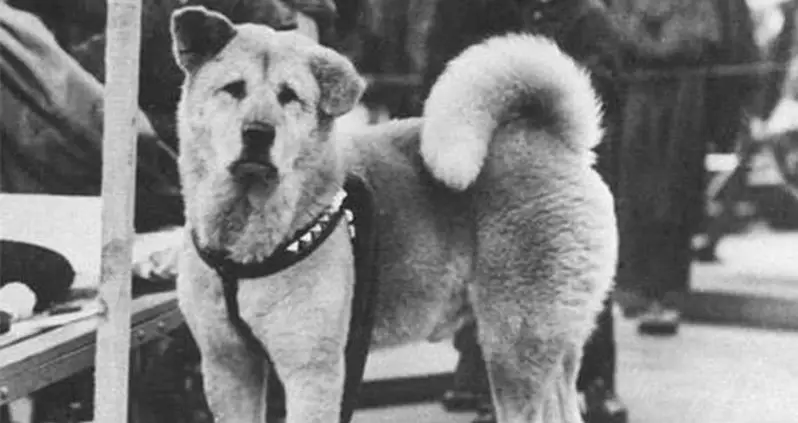 The Story Of Hachikō, The Japanese Dog Who Waited For His Owner For Ten Years