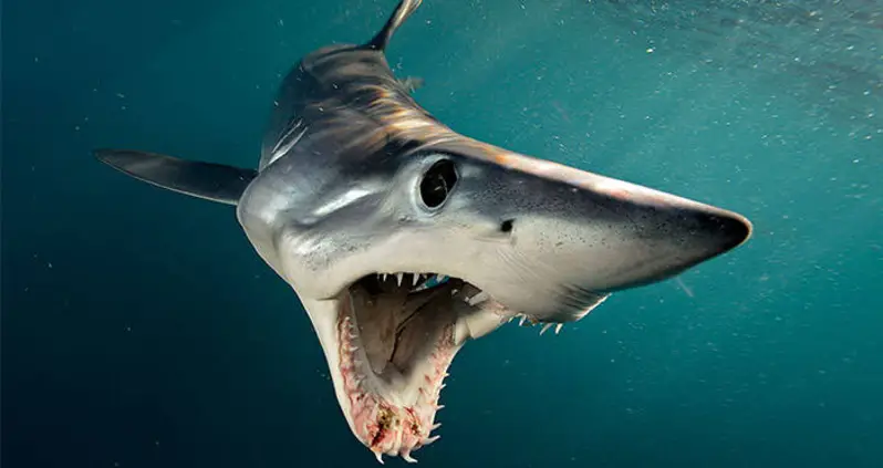 Meet The Mako Shark, The Deadly ‘Cheetah Of The Ocean’ That Can Swim Up To 80 Miles Per Hour
