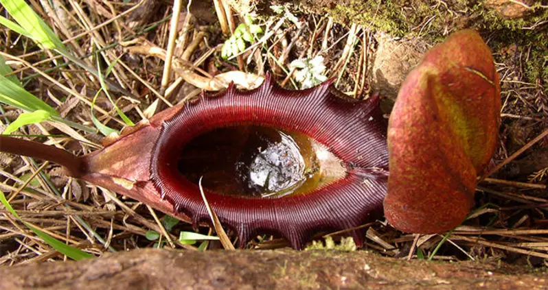 This Nightmare Plant Stands Almost Two Feet Tall And Can Eat Rodents