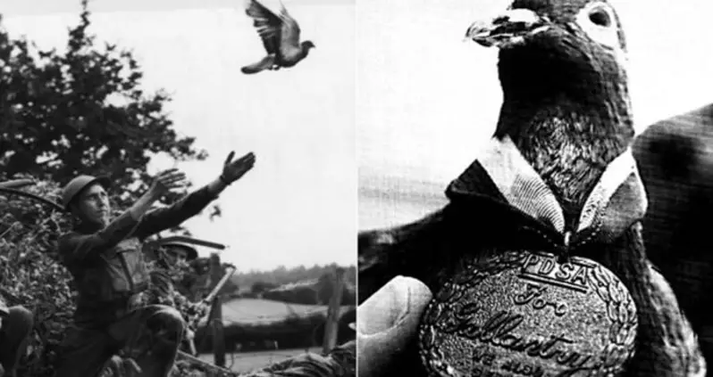 Cher Ami Saved 200 Men During World War I — And He Was Also A Pigeon