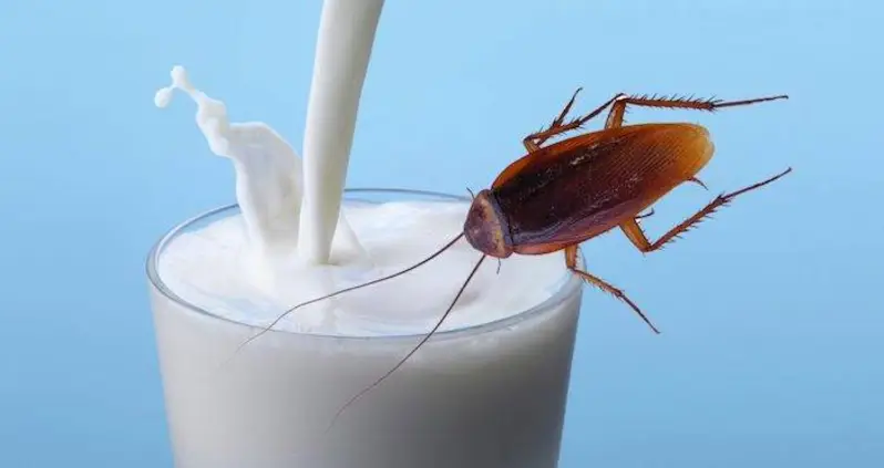 Is Cockroach Milk The Next Superfood Trend?