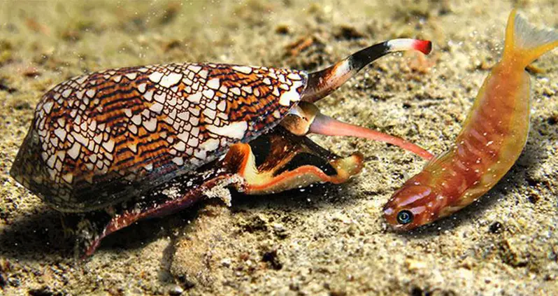 Meet The Cone Snail, The One-Inch Sea Creature With Enough Deadly Toxin To Kill 700 People