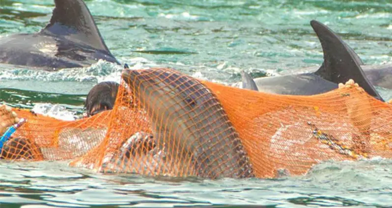 Taiji, Japan Is A Little Town With A Big Dirty Secret