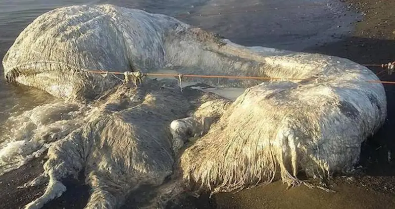 A Giant Hairy-Looking Mystery Creature Washed Ashore In The Philippines — And It Smells Awful