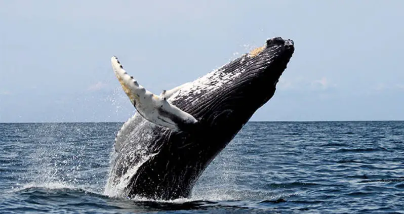 Ancient Baleen Whales Were More Fearsome Than Their Modern-Day Relatives, New Study Shows