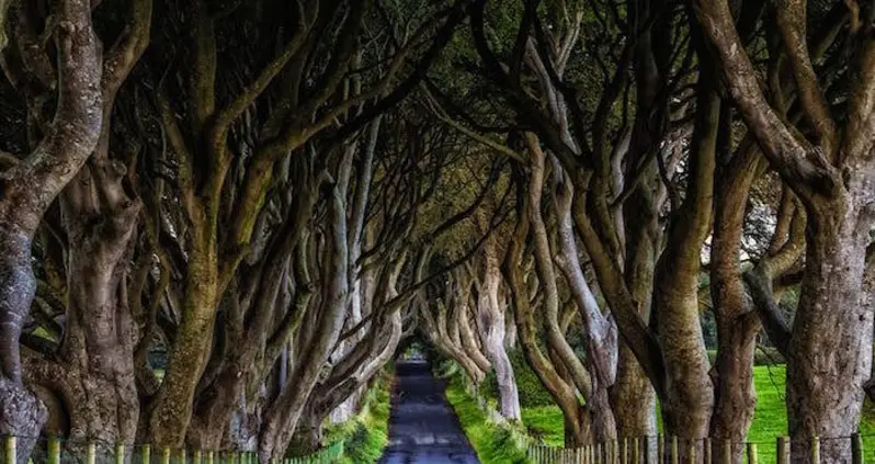 Ireland’s Eerie Tree Tunnel Made Famous By ‘Game Of Thrones’