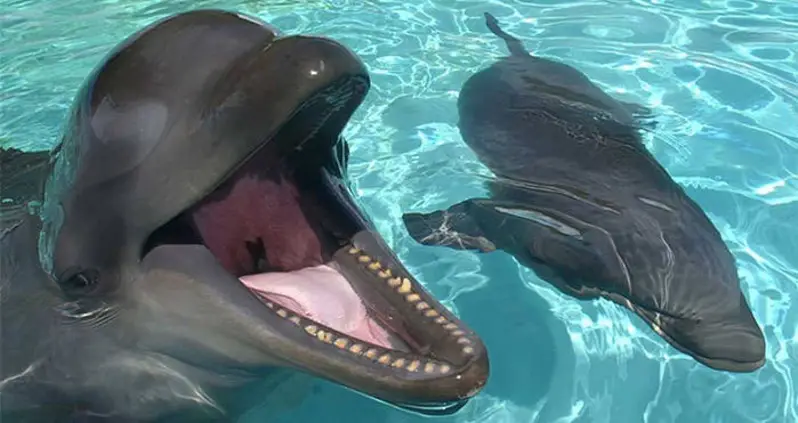 Why The Wholphin Is One Of The World’s Rarest Hybrid Animals