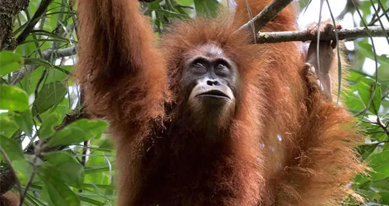 The World’s Rarest Ape Is On The Brink Of Extinction – Here’s Why