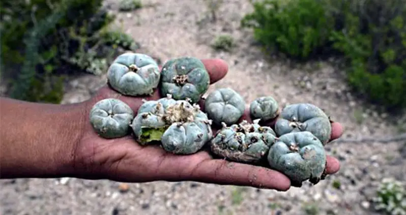 A Trippy History Of Peyote — The Mysterious Navajo Hallucinogen