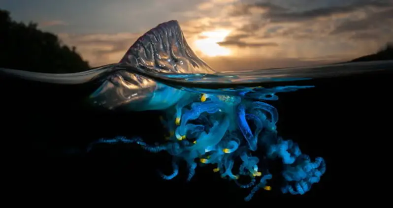 How The Beautiful Portuguese Man Of War Became Known As The Floating Terror