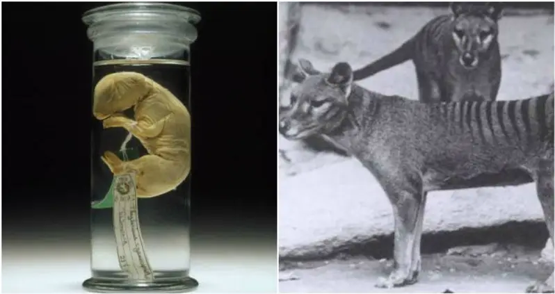 Scientists Are One Big Step Away From Bringing Back The Extinct Tasmanian Tiger