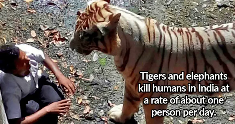 27 Interesting India Facts About Tigers, The Taj Mahal, And More