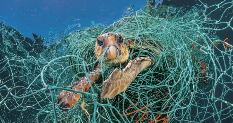 Heartbreaking Photos Of Plastic’s Devastating Impact On Sea Creatures