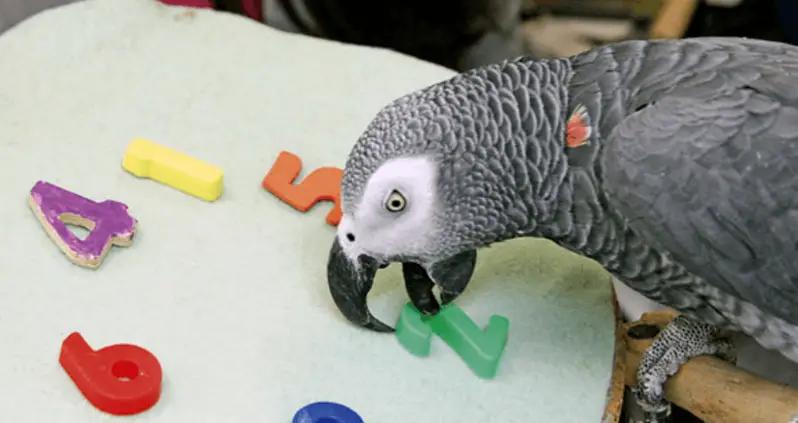 Why Alex The Parrot May Have Been The World’s Smartest Bird [VIDEO]