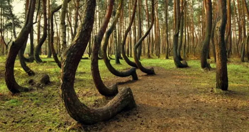 Poland’s Crooked Forest Is Just What It Sounds Like – And Scientists Can’t Explain It
