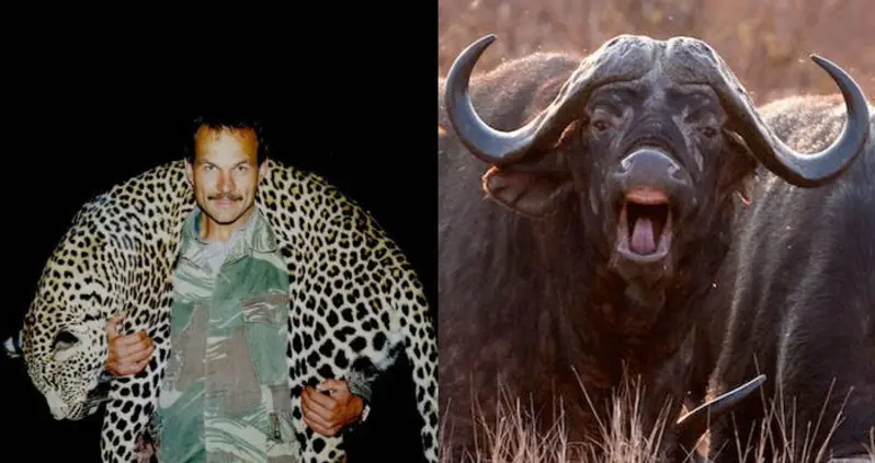 Trophy Hunter Fatally Gored In Groin By Herd Mate Of Buffalo He’d Just Killed