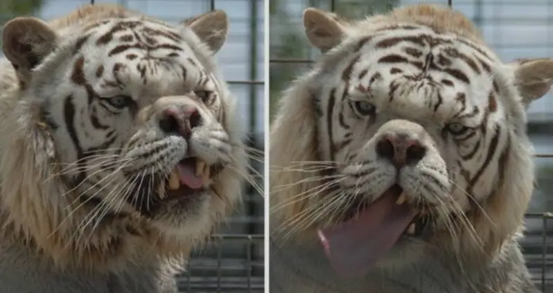 Can Animals Have Down Syndrome? Inside The Truth Behind This Popular Internet Content
