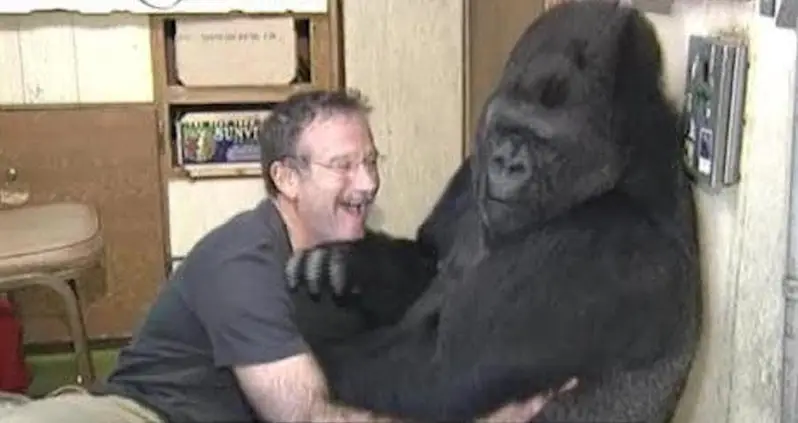 The Life And Death Of Koko, The Beloved Gorilla Who Met Robin Williams, Mister Rogers, And Jane Goodall