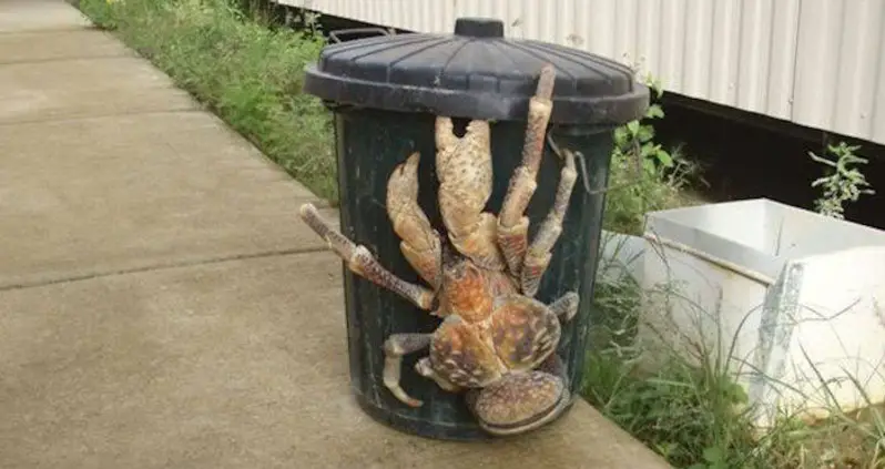 Why The Coconut Crab Is The Crustacean Of Your Worst Nightmares