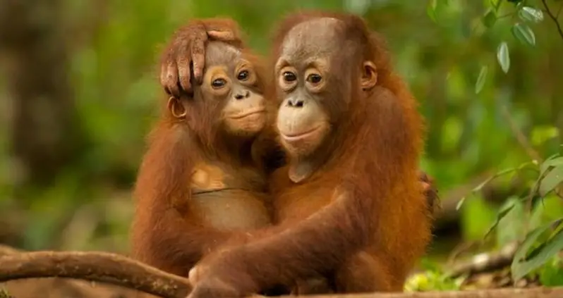 Orangutans Are Critically Endangered – And People Won’t Stop Hunting Them