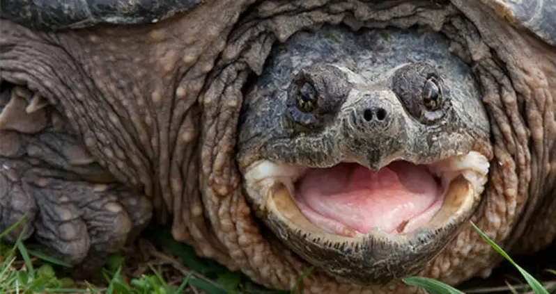 Teacher Who Fed Puppy To Snapping Turtle In Classroom Charged