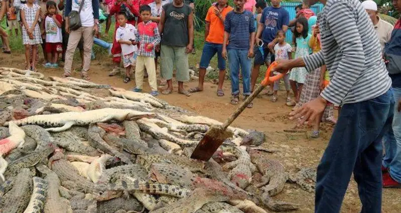 Mob Slaughters 292 Endangered Crocodiles After Local Man Got Himself Killed In Their Sanctuary