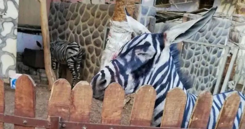 Egyptian Zoo Paints Donkey Black And White To Pass It Off As A Zebra