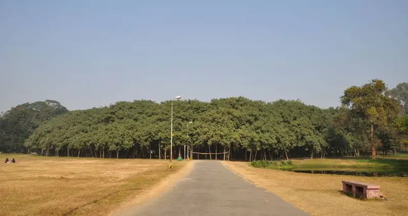 The Great Banyan Tree Is More Enormous, And Gorgeous, Than You Can Even Imagine