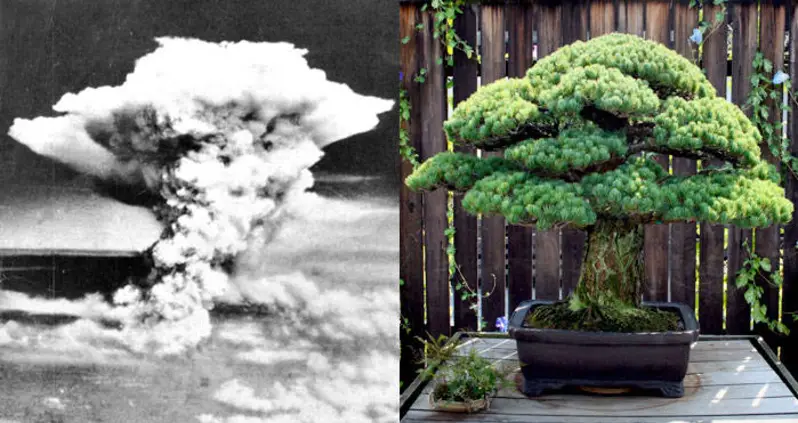 This Bonsai Has Survived 392 Years And Not Even The Hiroshima Bombing Could Kill It