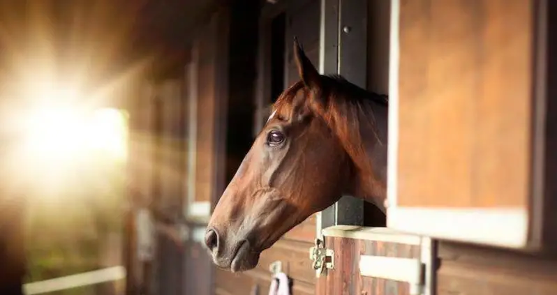 Man Who Had Sex With Horse Says It Gave Consent By Winking At Him