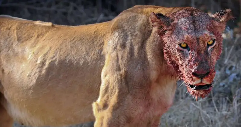 Pride Of Lions Eats Group Of Poachers Alive In South African Game Reserve