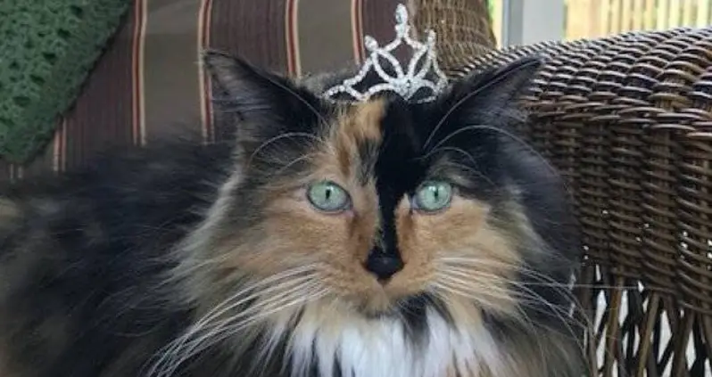 A Cat Was Just Elected As Mayor Of This Small Michigan Town — And She’s Not The First